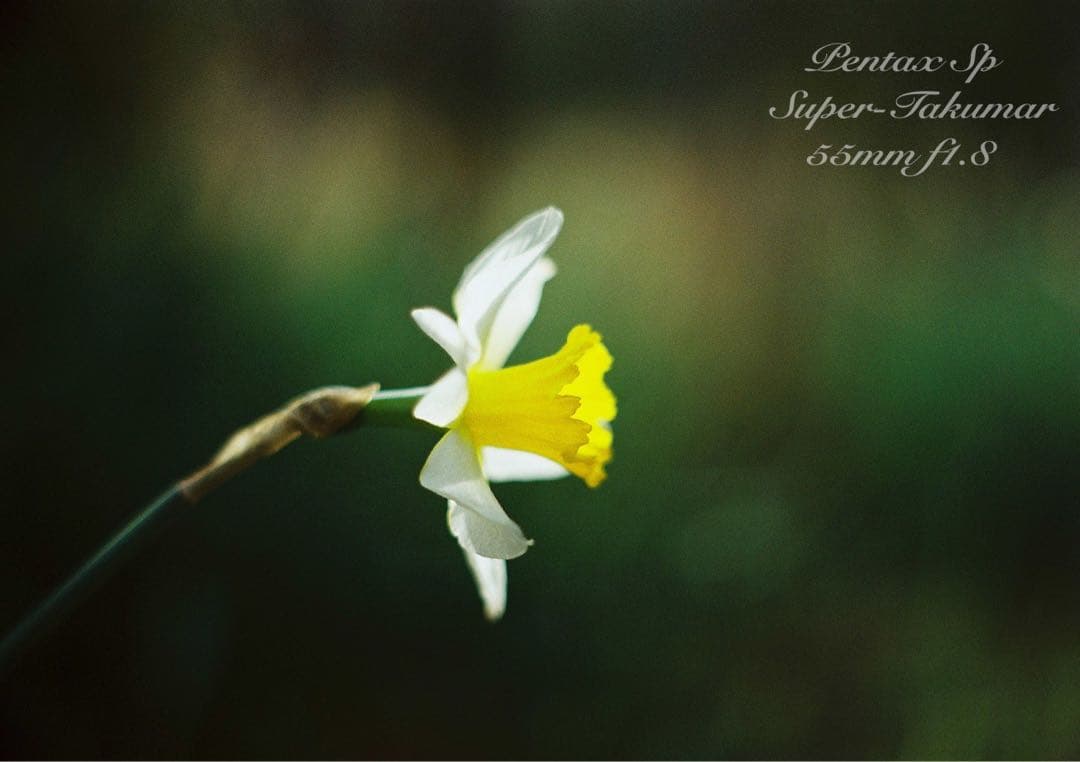 ★あっきぃ★初期保証付！pentax sp★作例多数★フィルム入門に！