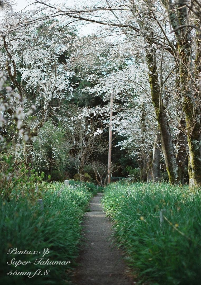 ★あっきぃ★初期保証付！pentax sp★作例多数★フィルム入門に！