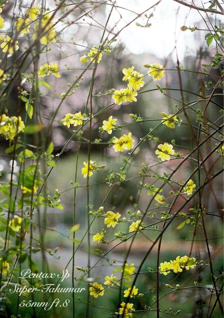 ★あっきぃ★初期保証付！pentax sp★作例多数★フィルム入門に！