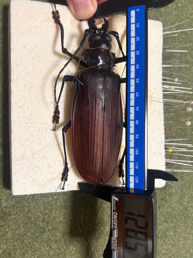 タイタンオオウスバカミキリ　標本