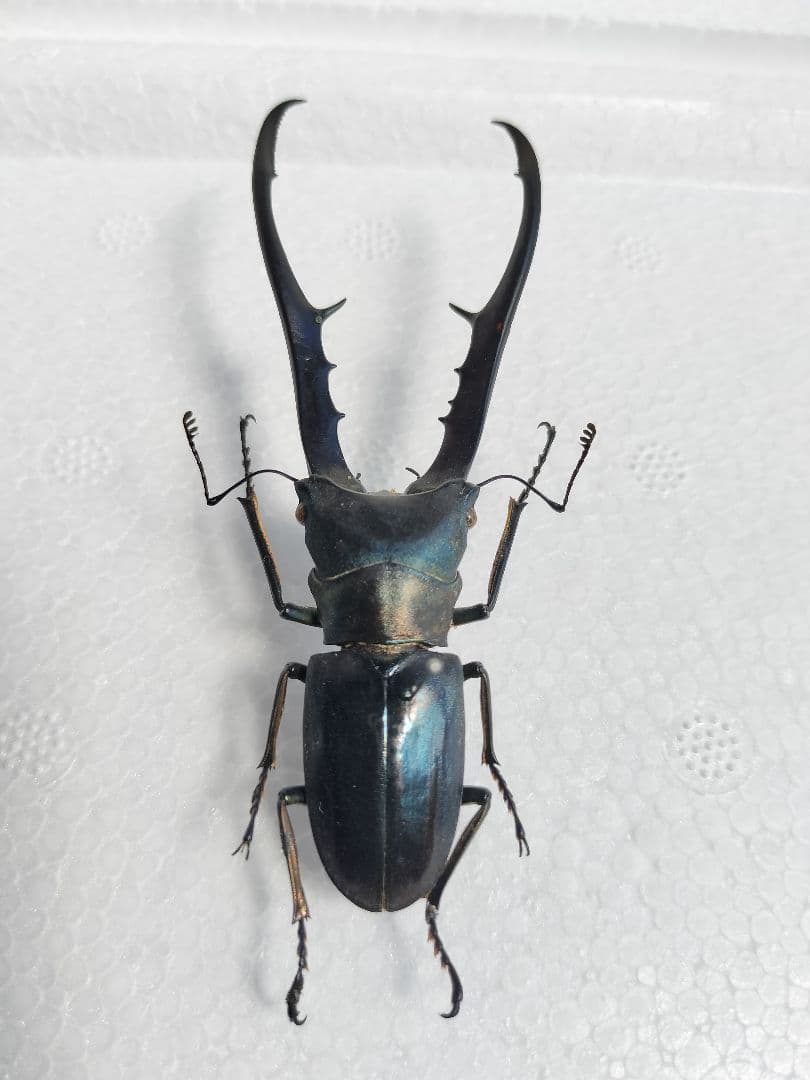 ブルー系メタリフェルホソアカクワガタ標本2♂セット