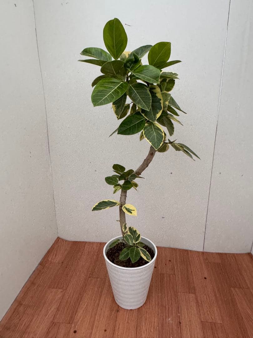 フィカス　アルテシマ　曲がり　1