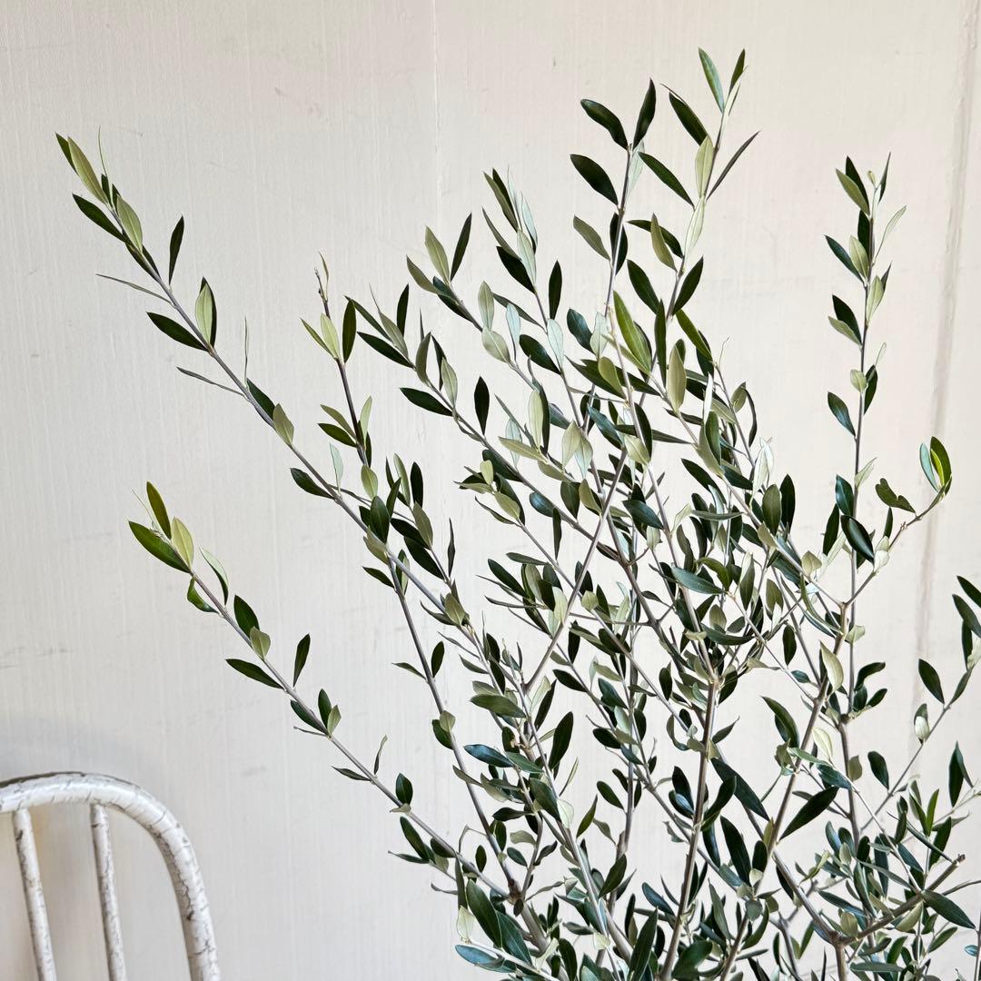 オリーブの木　イタリア製　テラコッタ植木　エルグレコ　H130