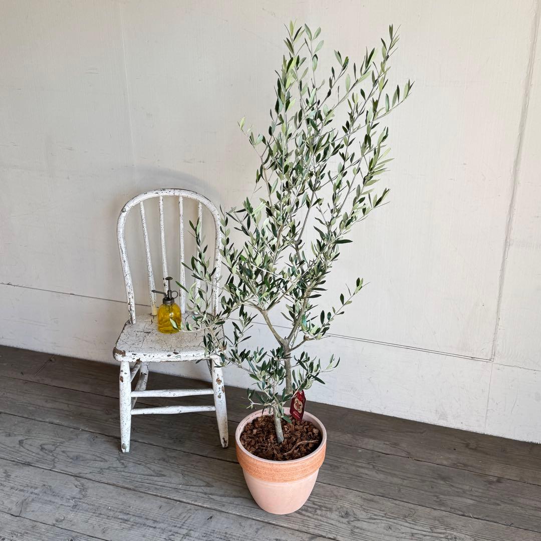 オリーブの木　イタリア製　テラコッタ植木　エルグレコ　H130