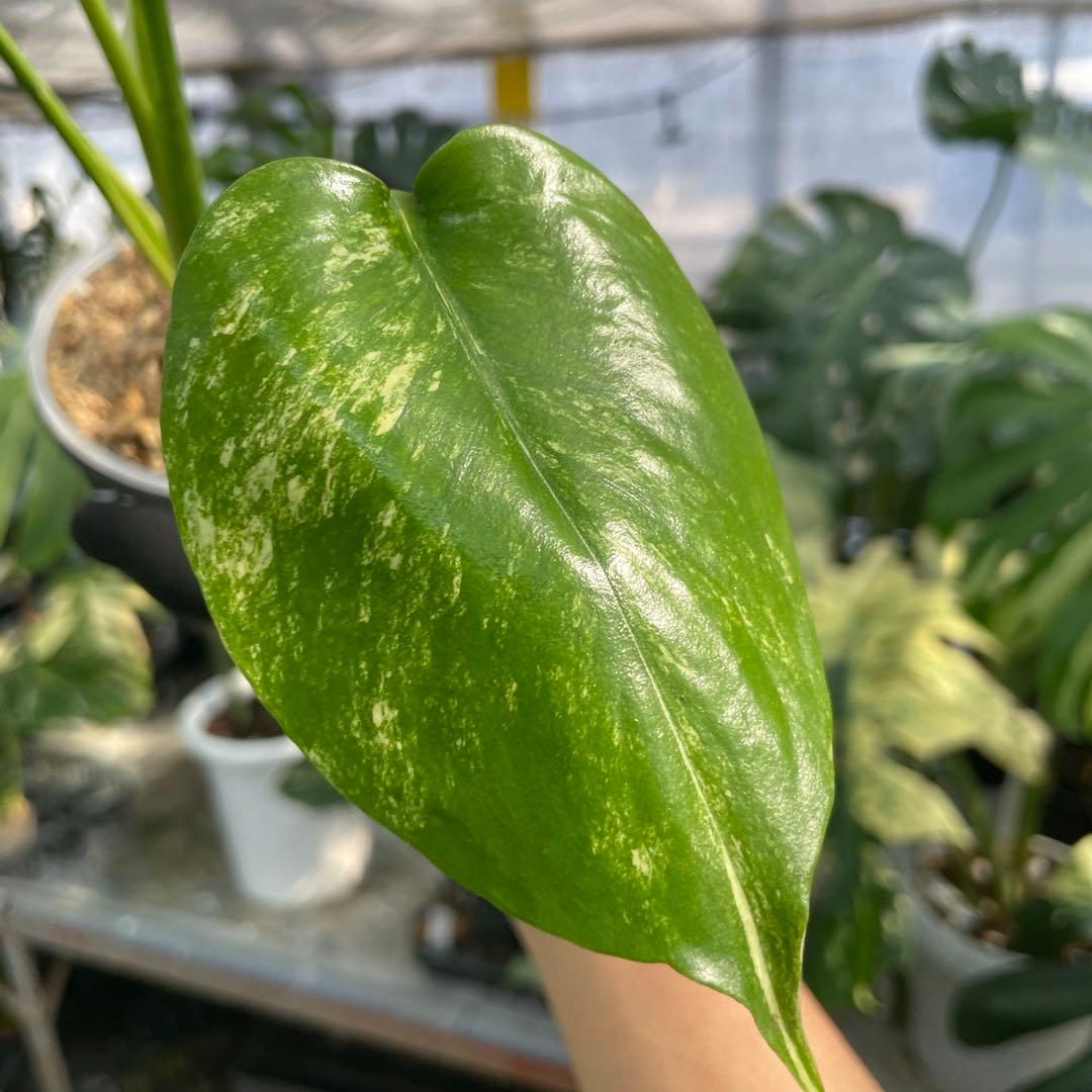 MS16 モンステラ　イエローマリリン　黄斑入り