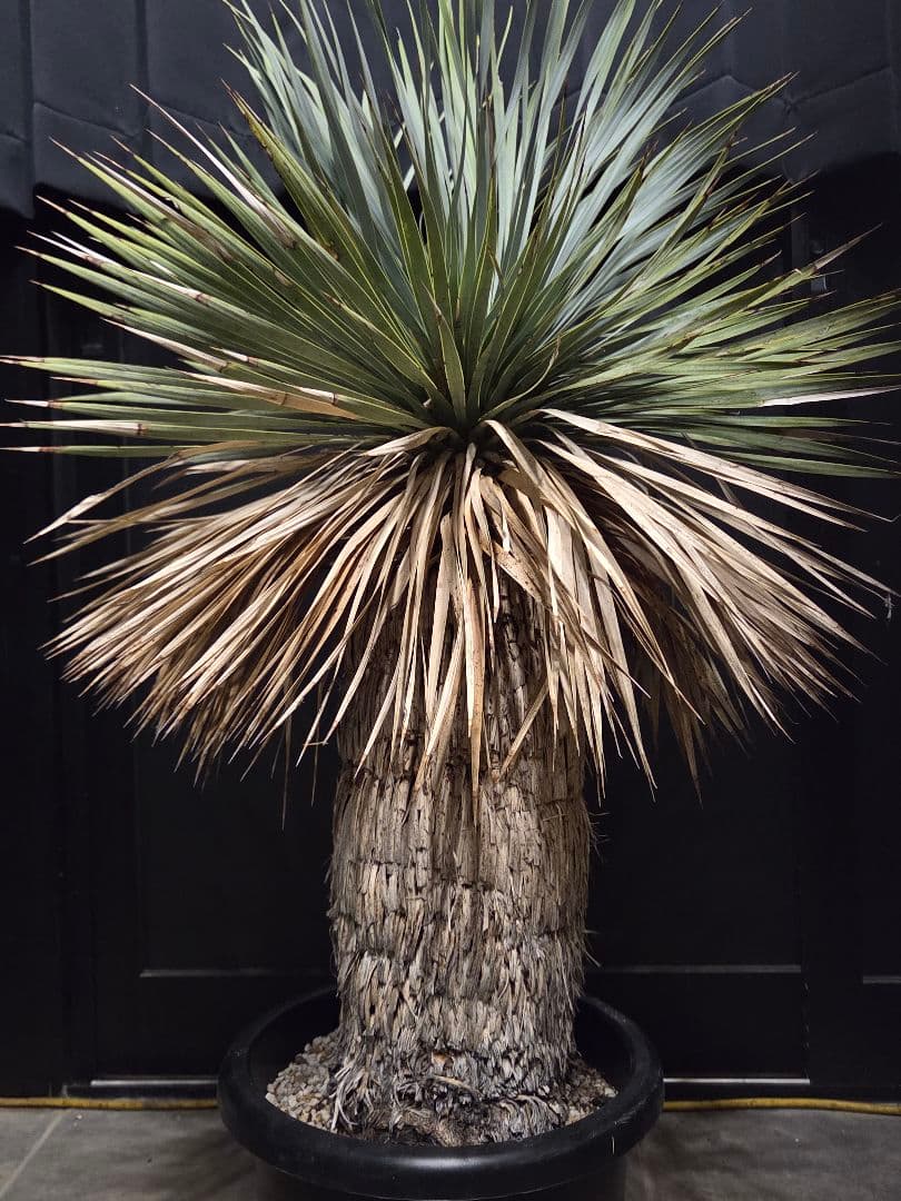 専用出品 リピ割 ユッカロストラータ 太株 (ふ)