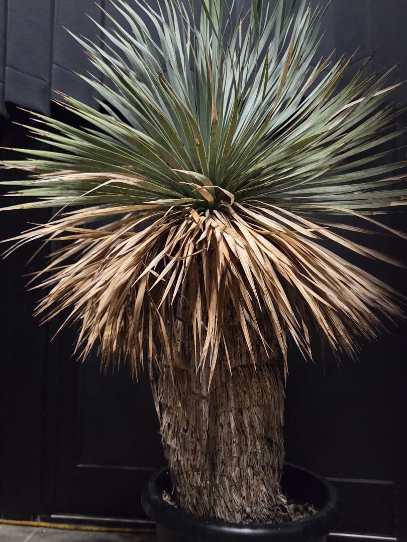 専用出品 リピ割 ユッカロストラータ 太株 (ふ)