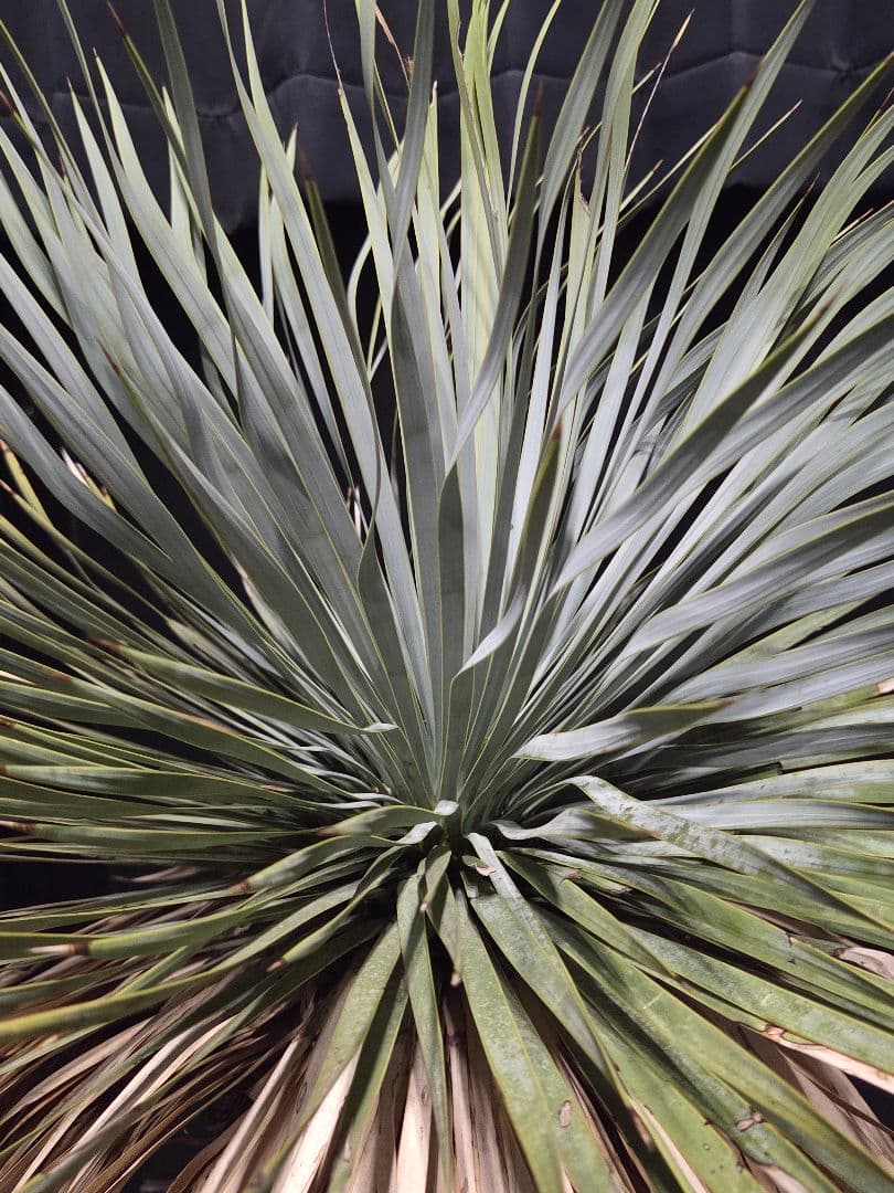 専用出品 リピ割 ユッカロストラータ 太株 (ふ)