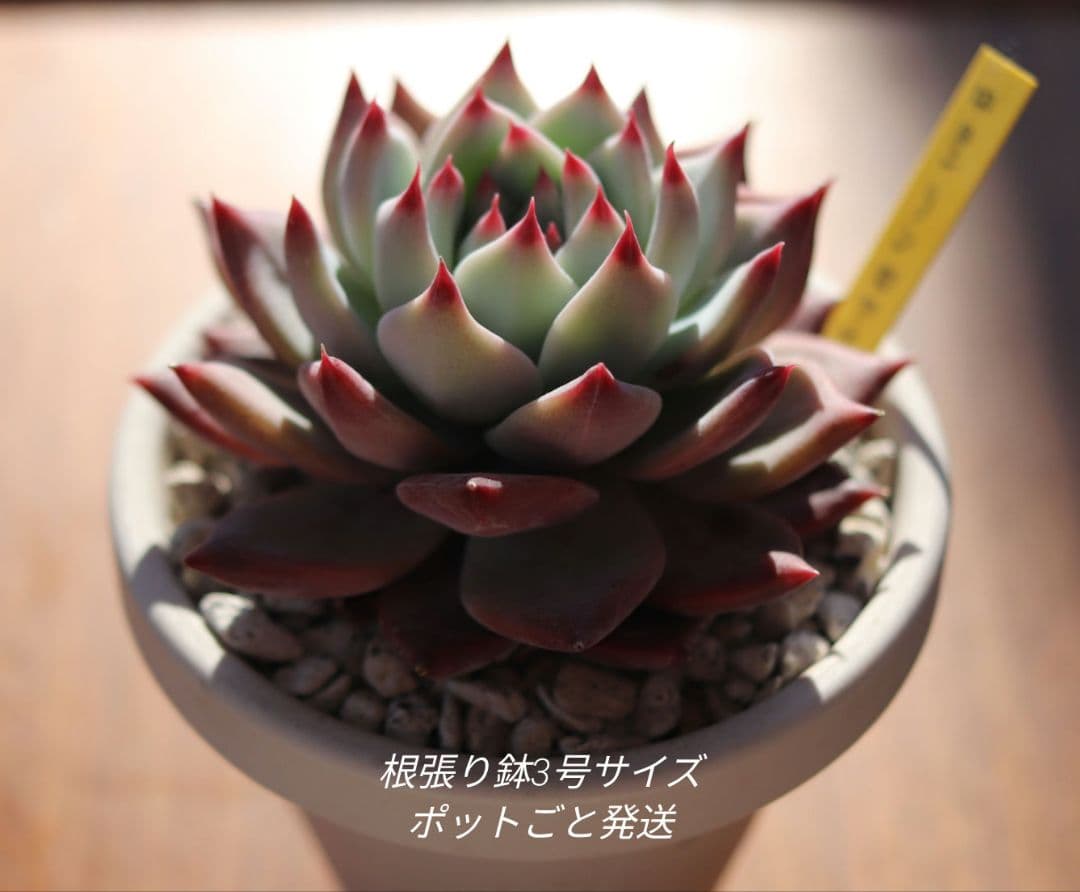 ち*ん様 サボテン相談室　リンゼアナ実生