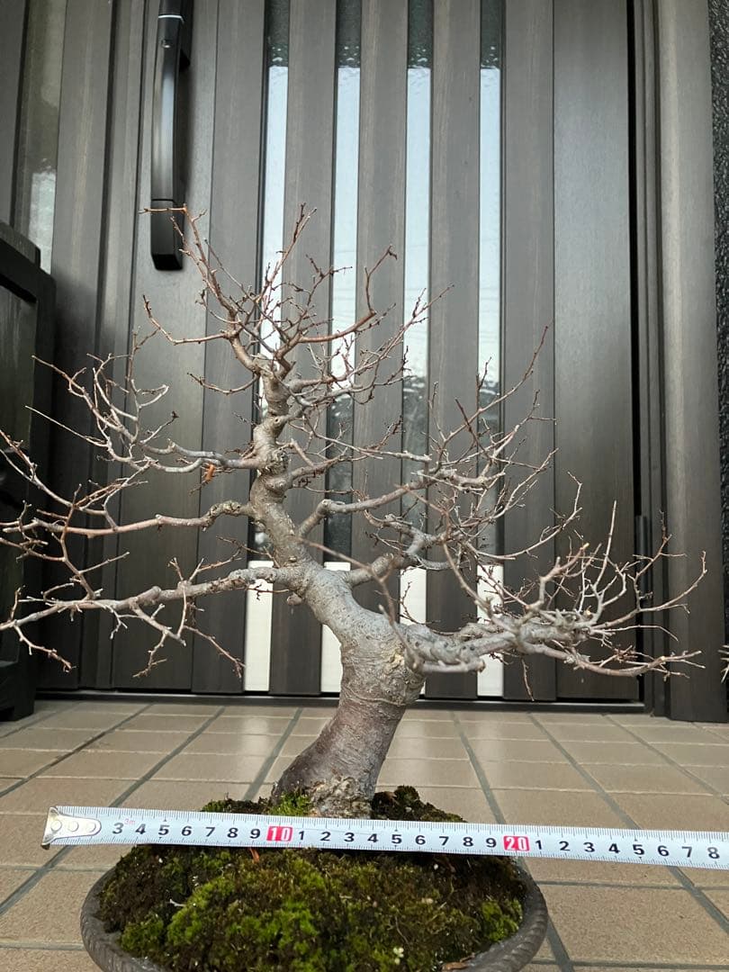 ◉欅ケヤキ盆栽　極太　究極の逸品！　大特価！早いもの勝ち。