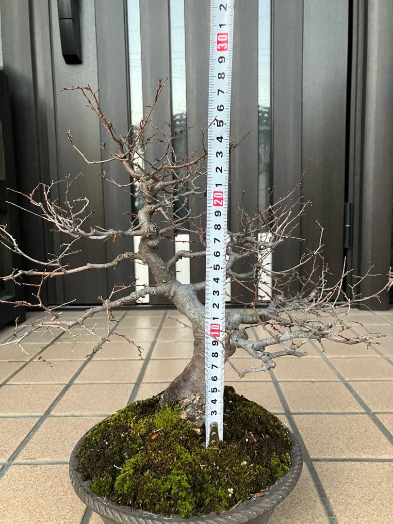 ◉欅ケヤキ盆栽　極太　究極の逸品！　大特価！早いもの勝ち。