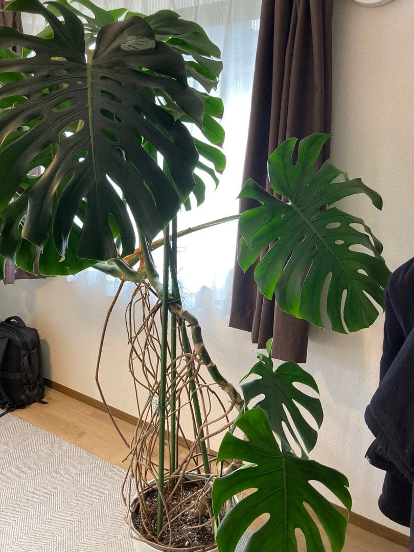 フェニックス　レア物　巨大❗️モンステラ　デリシオーサ　根上り❗
