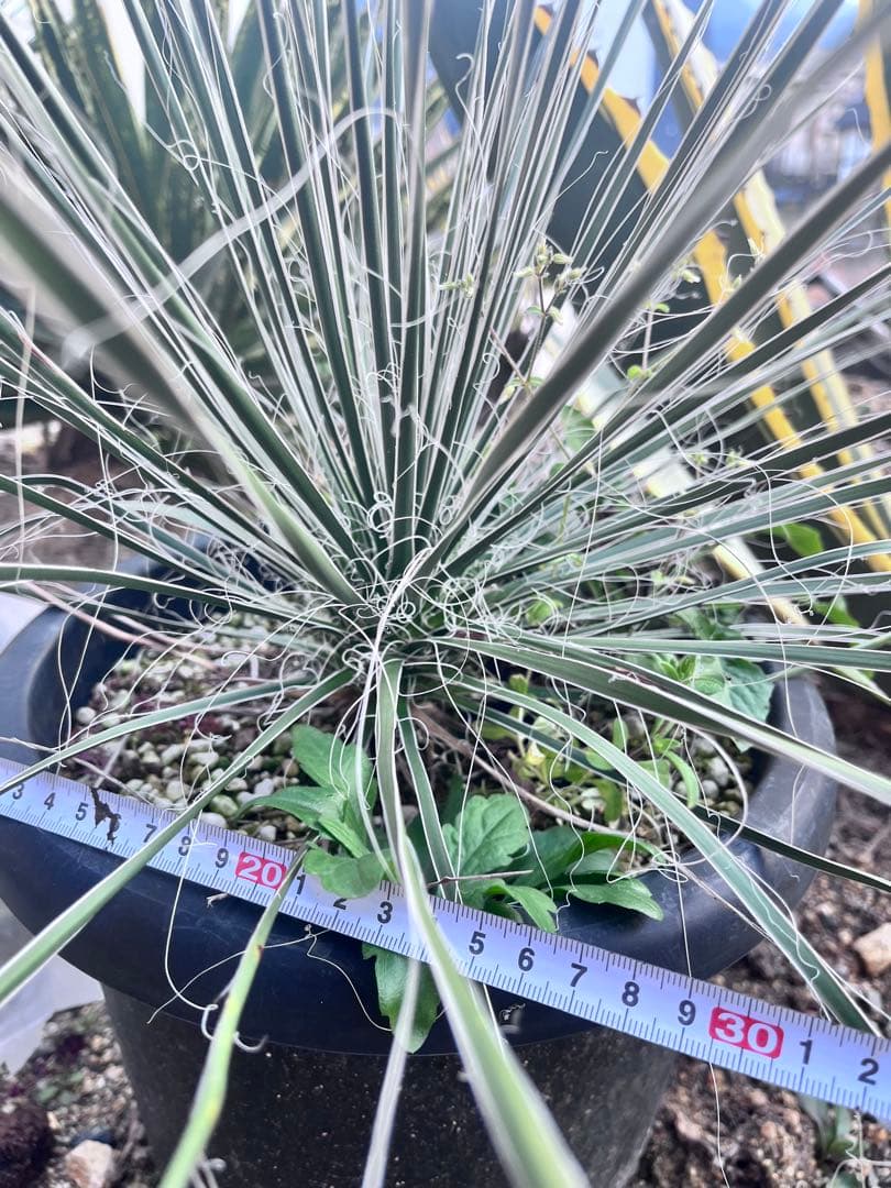 ユッカ　エラータ