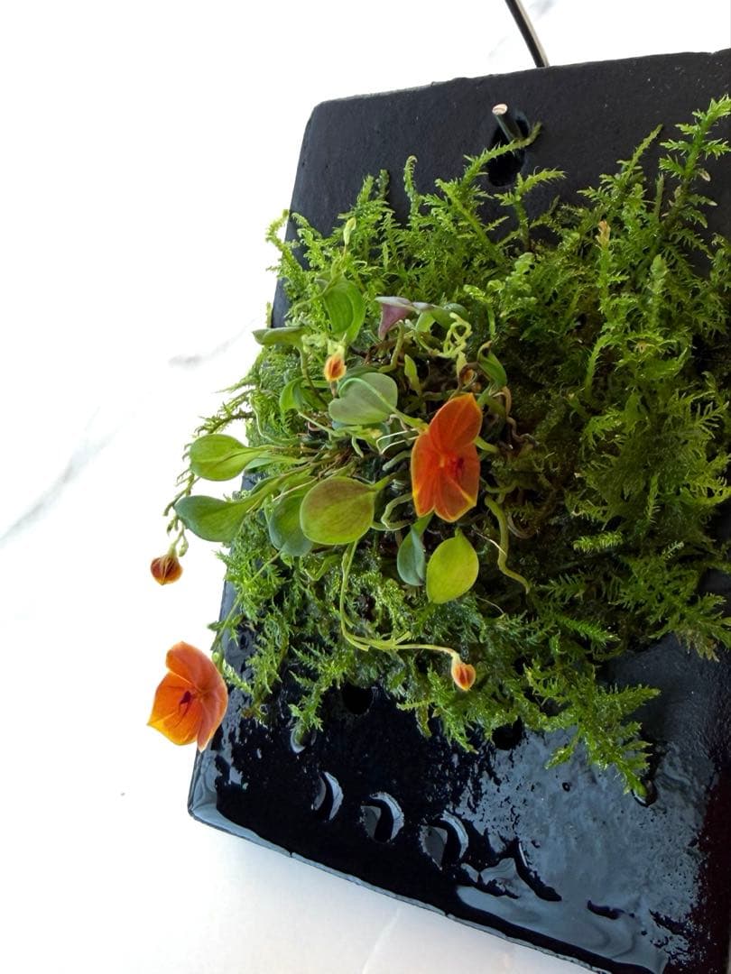 その他観葉植物 Lepanthes telipogoniflora