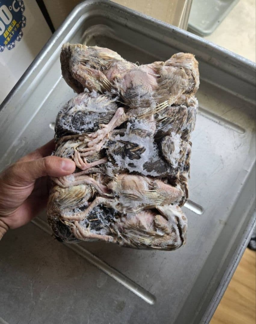 数量限定冷凍ウズラ 200羽 送料無料 10羽入りパック