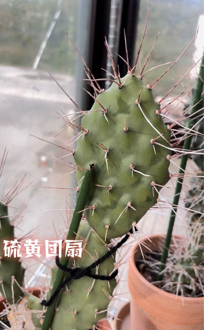多肉植物 硫黄団扇　狂刺シリーズ