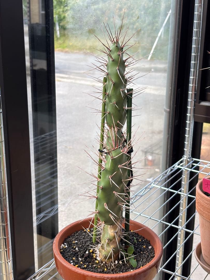 多肉植物 硫黄団扇　狂刺シリーズ