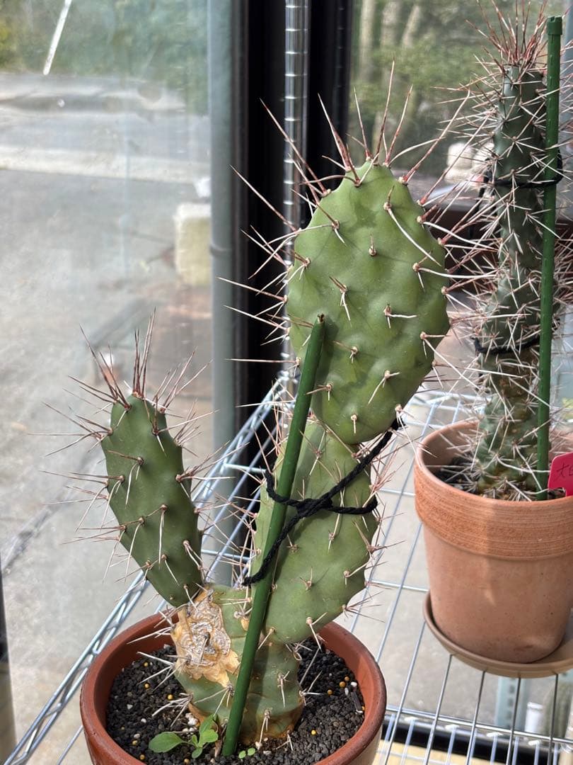 多肉植物 硫黄団扇　狂刺シリーズ