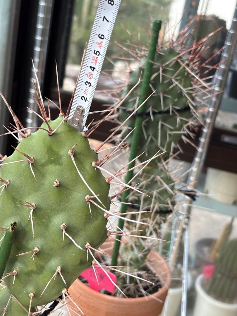 多肉植物 硫黄団扇　狂刺シリーズ