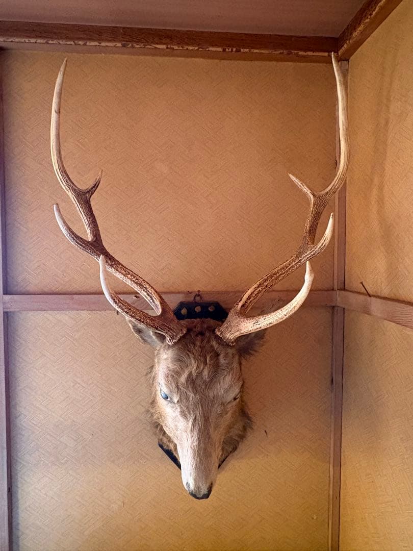 蝦夷鹿 ハンティングトロフィー 剥製