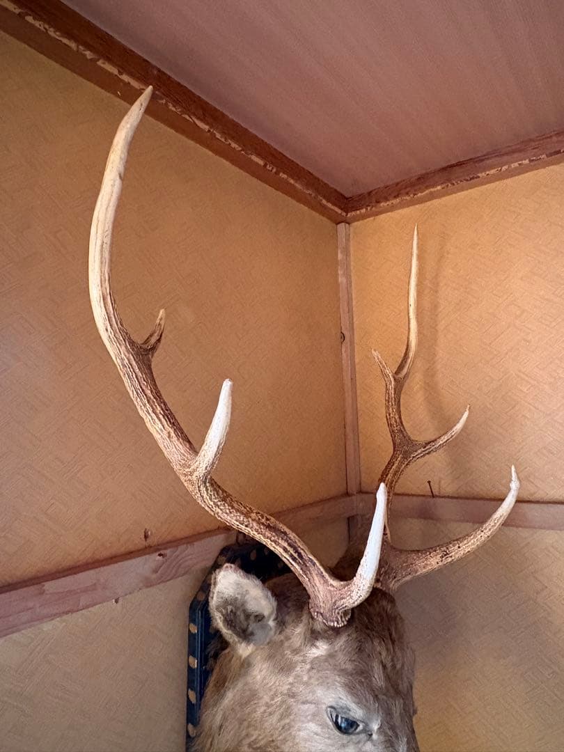 蝦夷鹿 ハンティングトロフィー 剥製