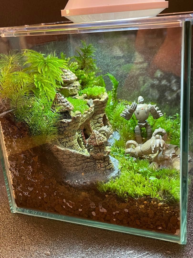 専用商品　苔テラリウム+ライト付　⑦