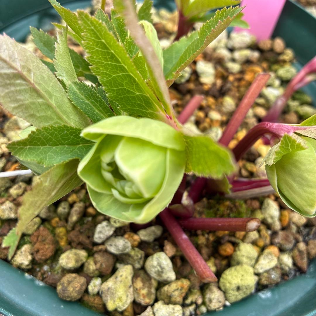 専用です。クリスマスローズ　白抜　赤軸　超希少　グリーンオーレア　ゴールド　７寸