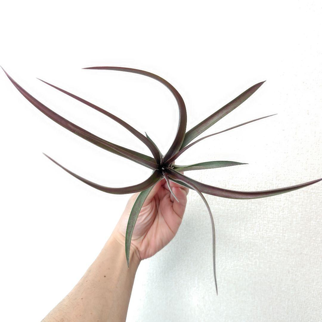 チランジア カピタータルブラ × ロシー