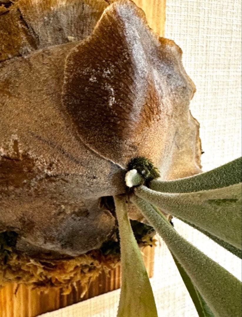 P.Elsa （oc）from晴花　中株サイズ