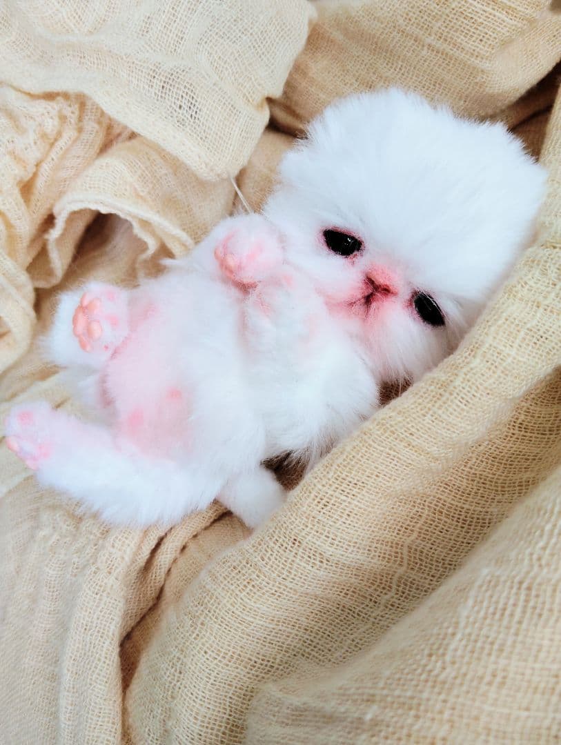 むぎゅサイズ♡お腹ぽっこり♡赤ちゃん子猫のピポちゃん♡アートドール♡ぬいぐるみ♡