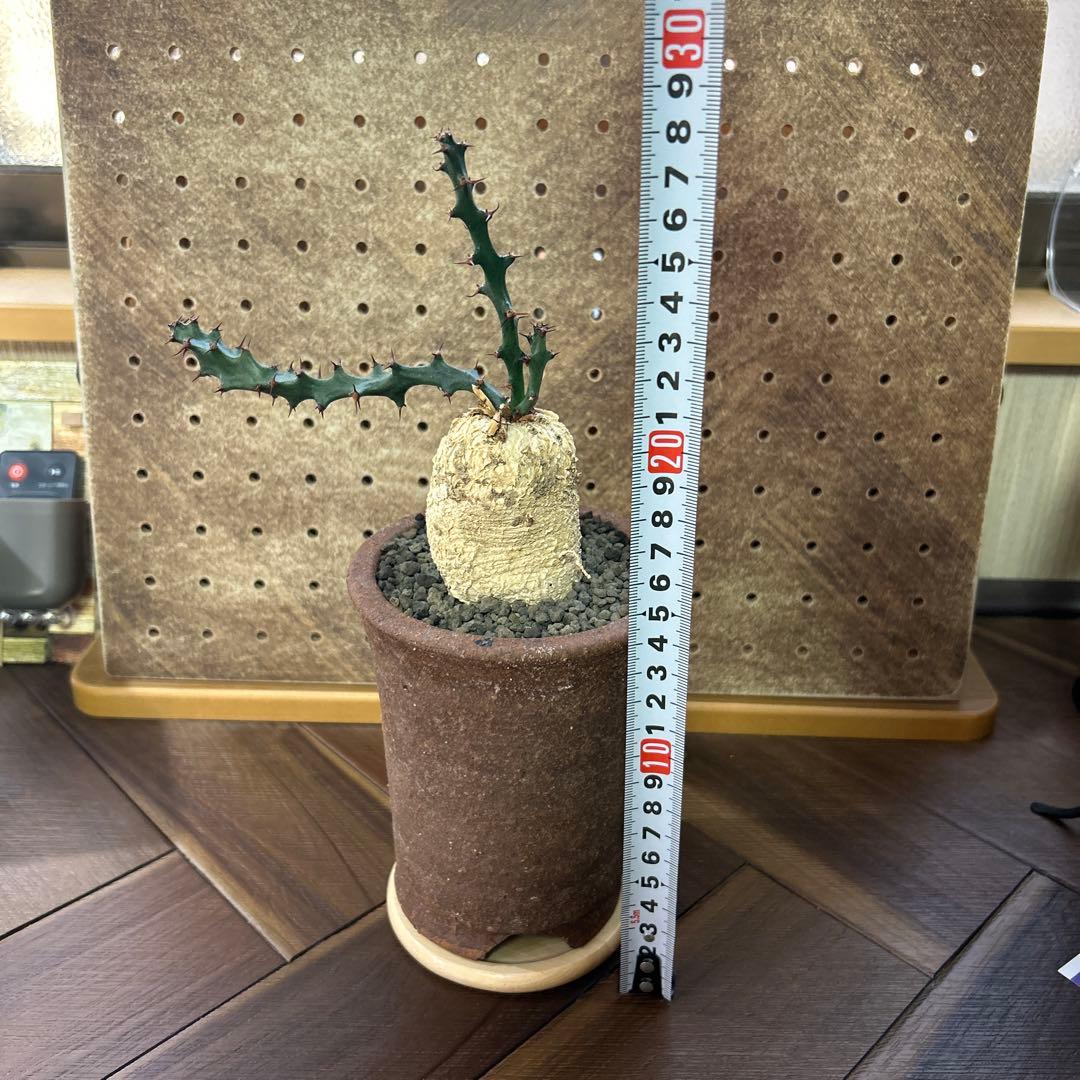 レア！大株 ユーフォルビア スクアローサ 奇怪ヶ島 現地球