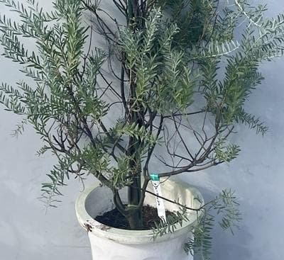 《現品》アカシア　ブルーブッシュ　樹高1.8ｍ（鉢含まず）41【コベニー/苗木】