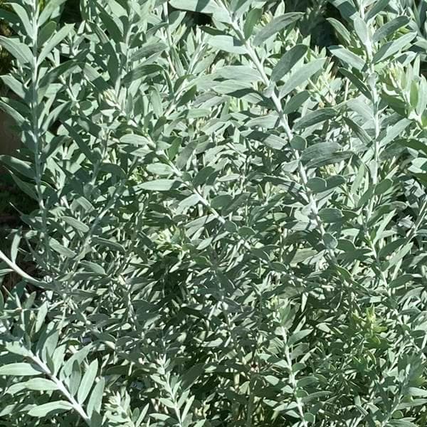 《現品》アカシア　ブルーブッシュ　樹高1.8ｍ（鉢含まず）41【コベニー/苗木】