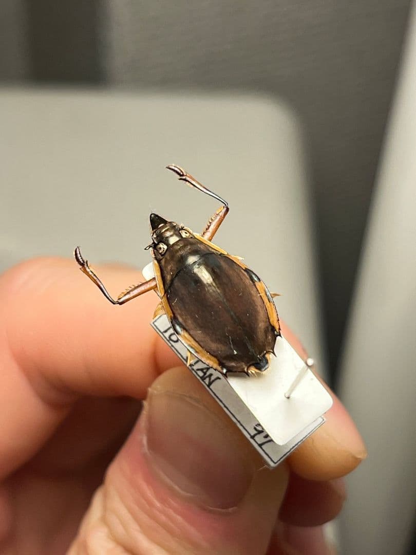 【20mm】ロケットミズスマシ トガリフチドリミズスマシ タガメ コオイムシ標本