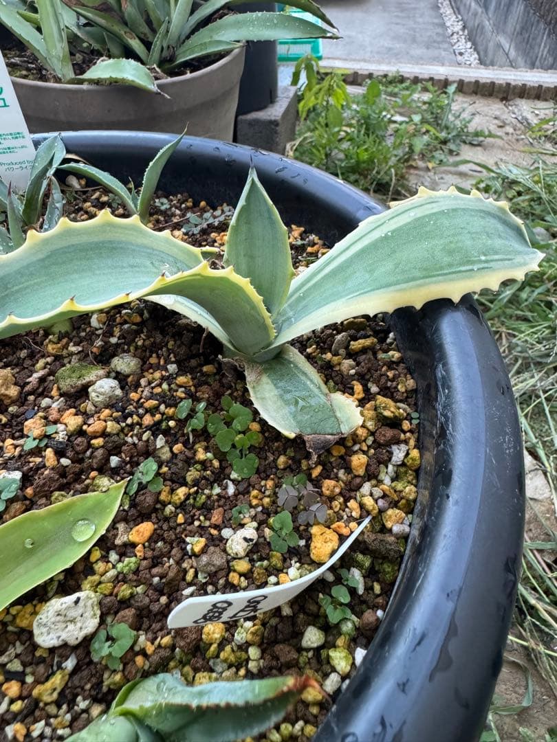 アガベ　リップルエフェクト　子株