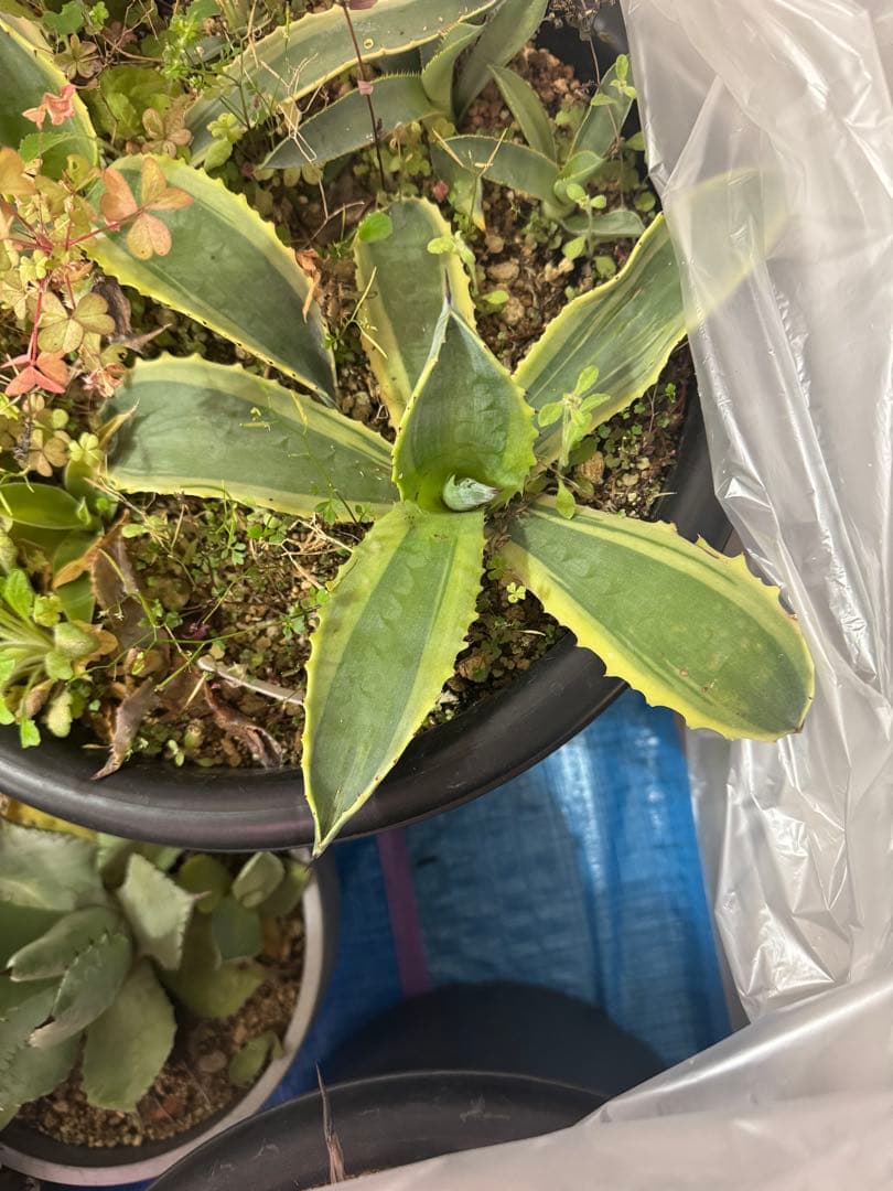 アガベ　リップルエフェクト　子株