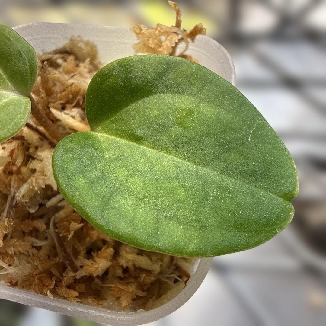 選抜 アンスリウム カーラブラッキー