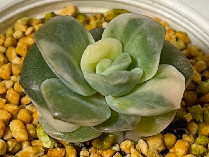 ❤️専用出品❤️ラブリーローズ錦❤️美斑に成長中①❤️