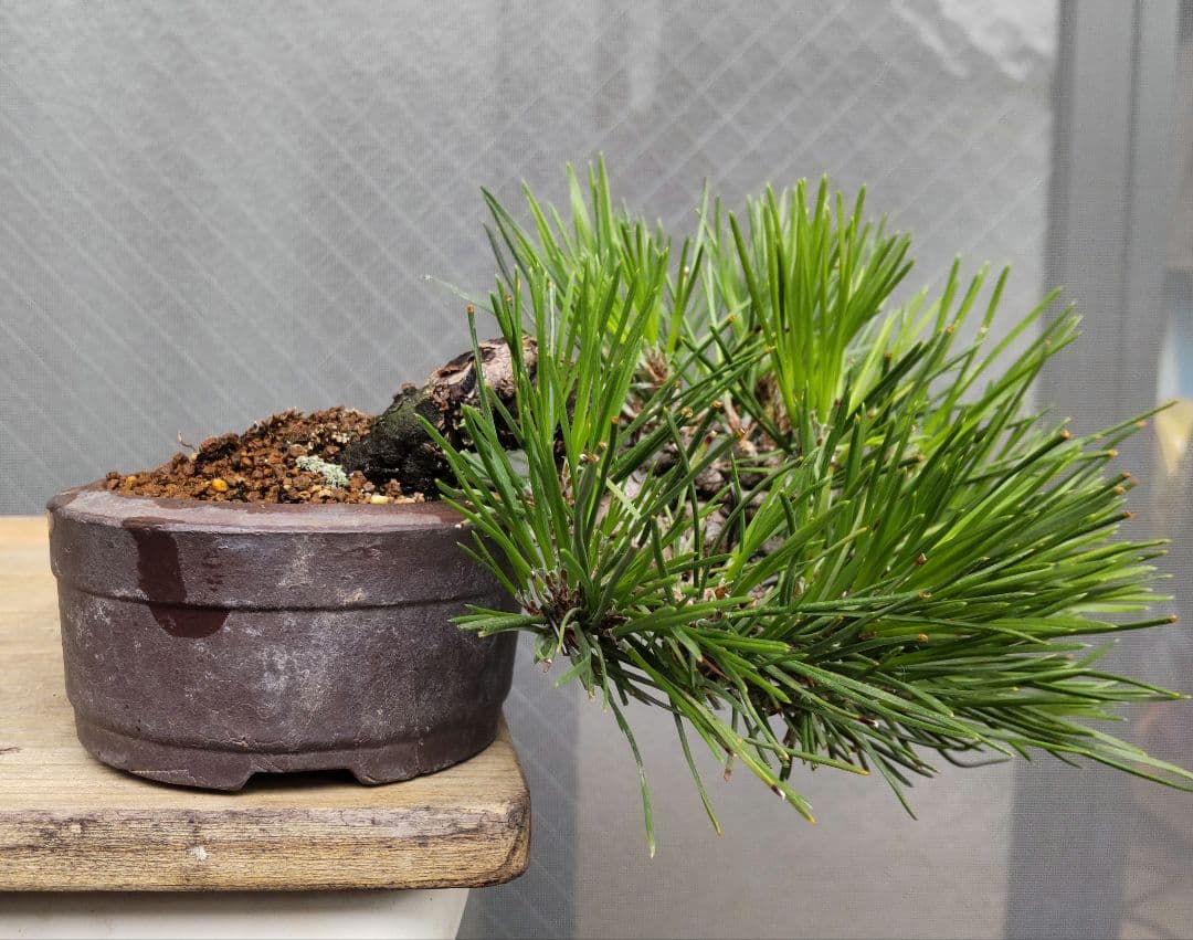 黒松　半懸崖　盆栽