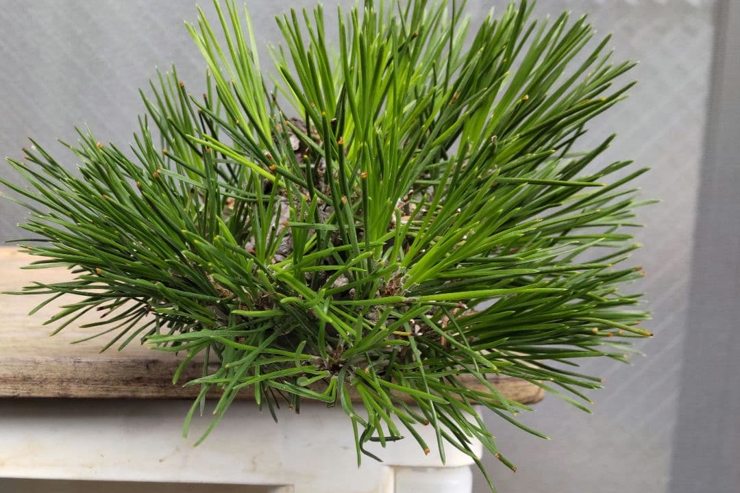 黒松　半懸崖　盆栽