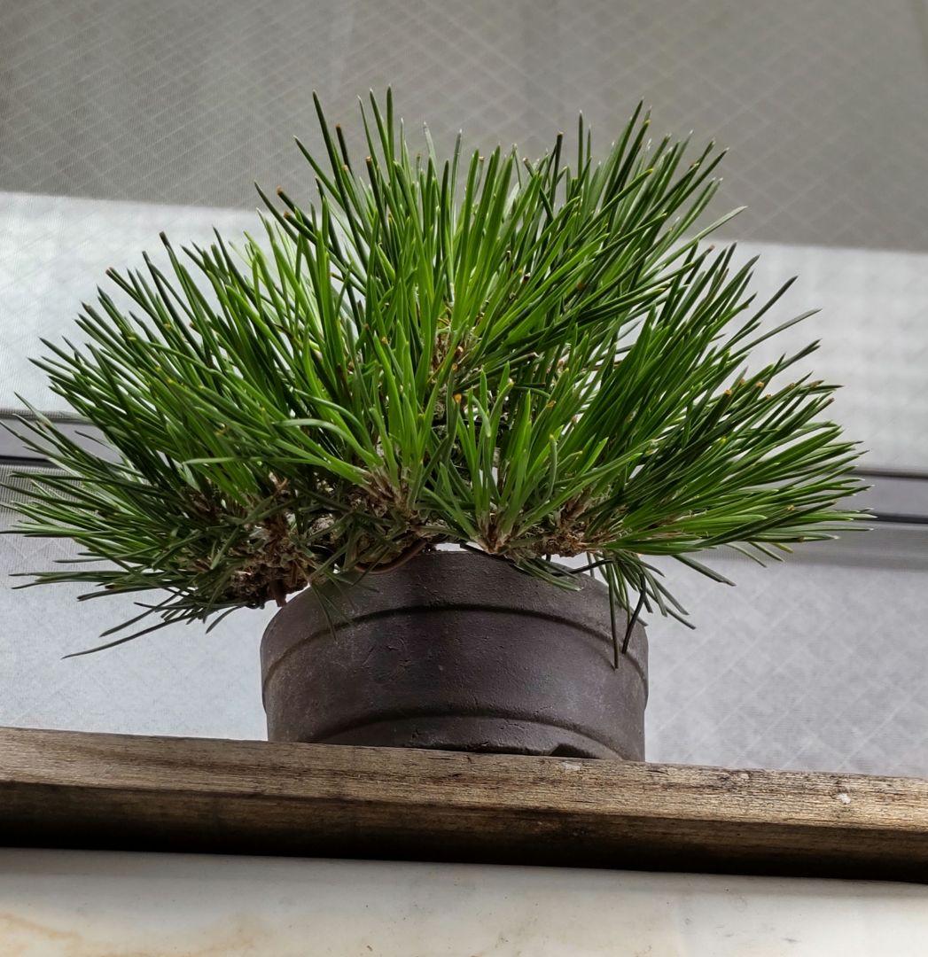 黒松　半懸崖　盆栽