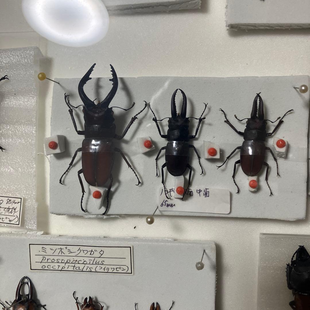 クワガタ標本セット フレーム付き