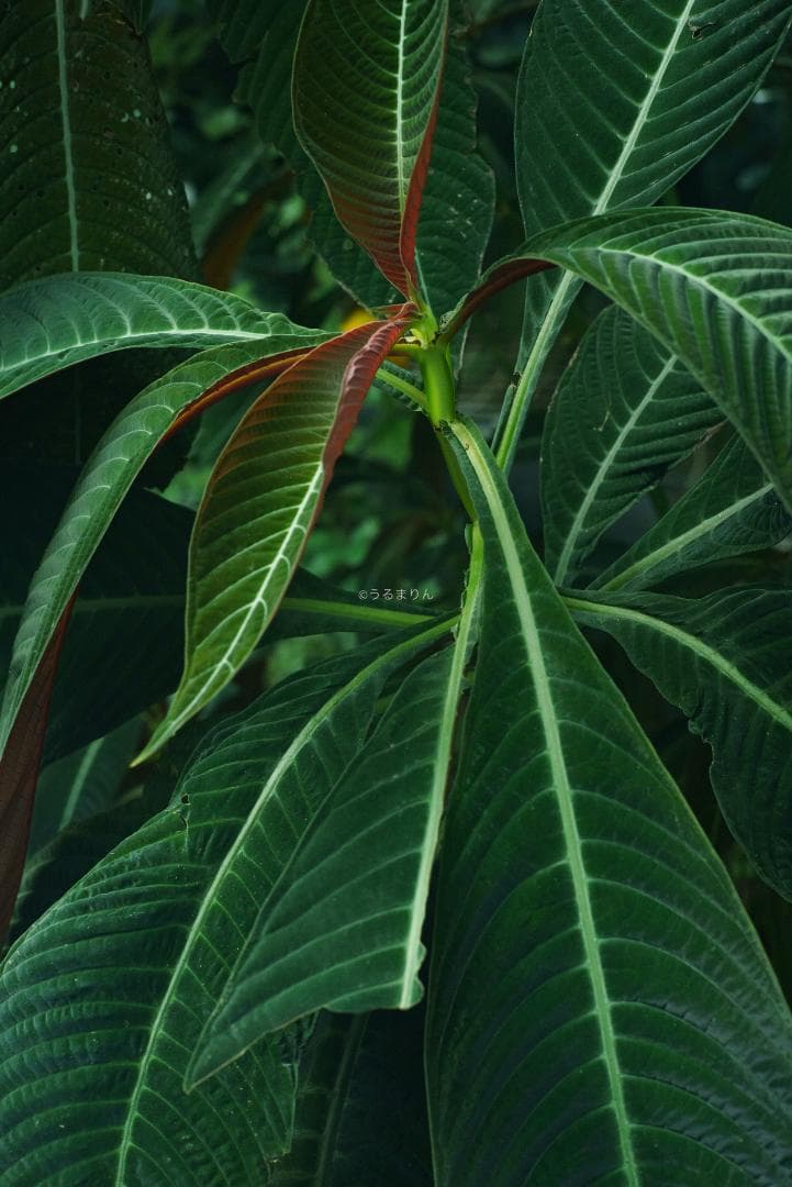 格安出品！名玉の現行型！Leica Summicron 50mm F2 4th