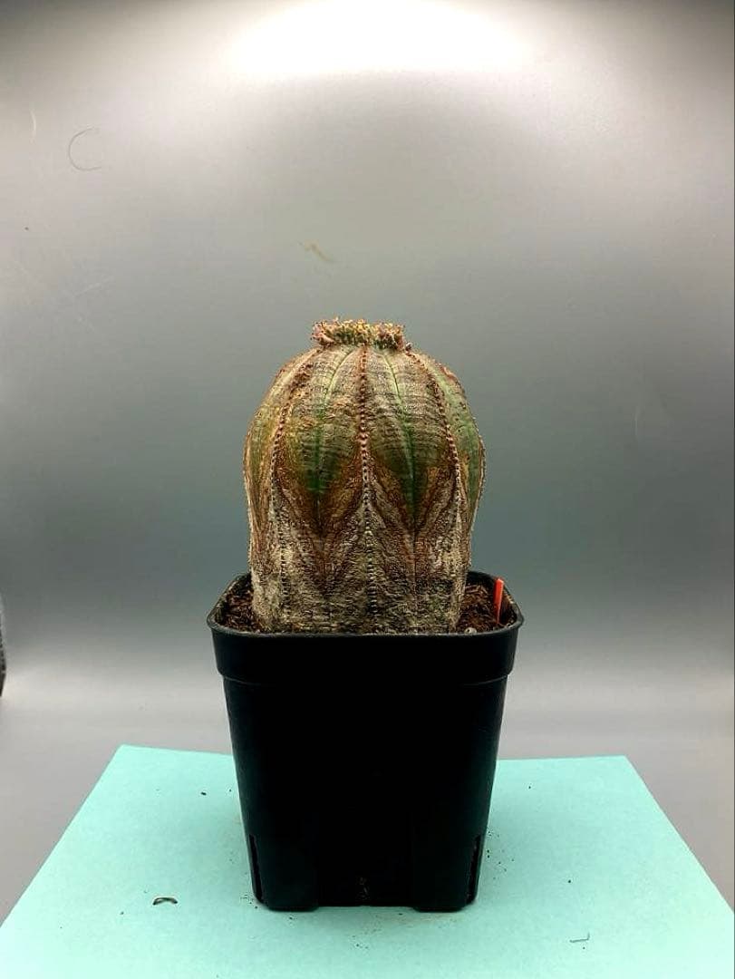 《3号O》ユーフォルビア　オールド　オベサ　雌株