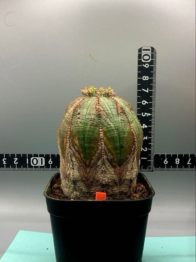 《3号O》ユーフォルビア　オールド　オベサ　雌株