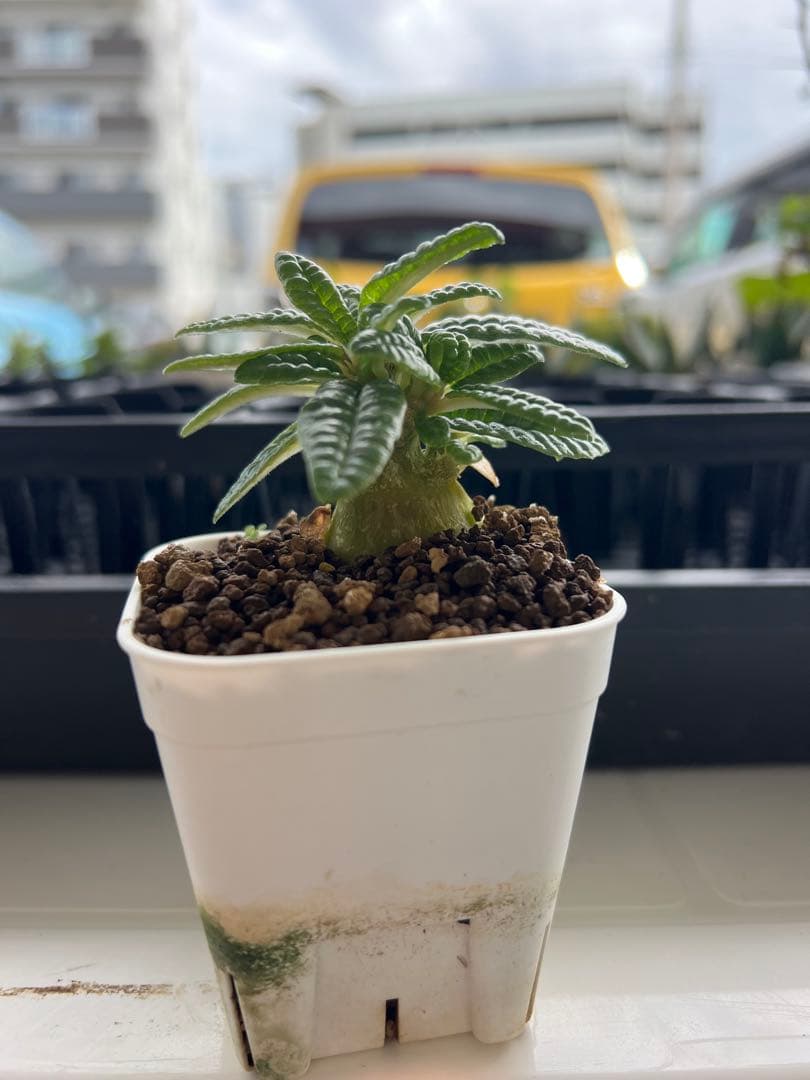 ドルステニアギガス　ブラータ　沖縄実生株　bullata