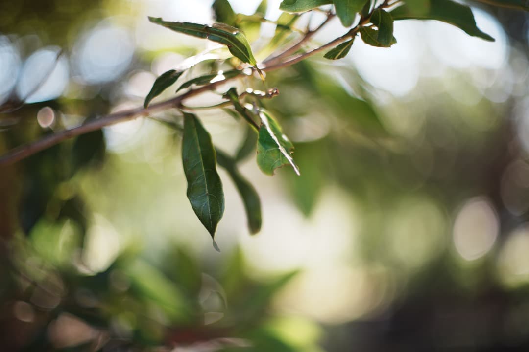 希少8枚玉 ペンタックス Super Takumar 50mm F1.4 530
