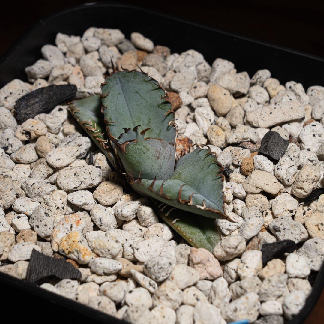 Agave titanota ‘Creep’ (Hidden Agave )01