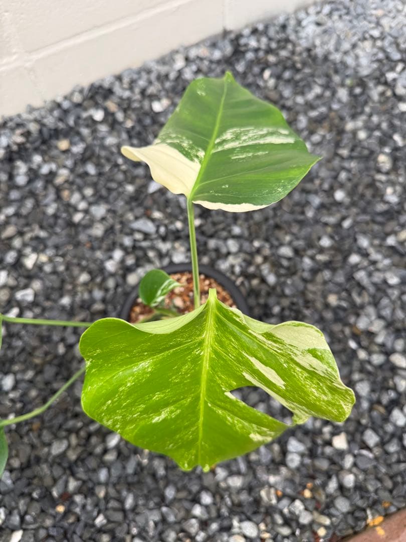 超希少なモンステラセブブルーミント