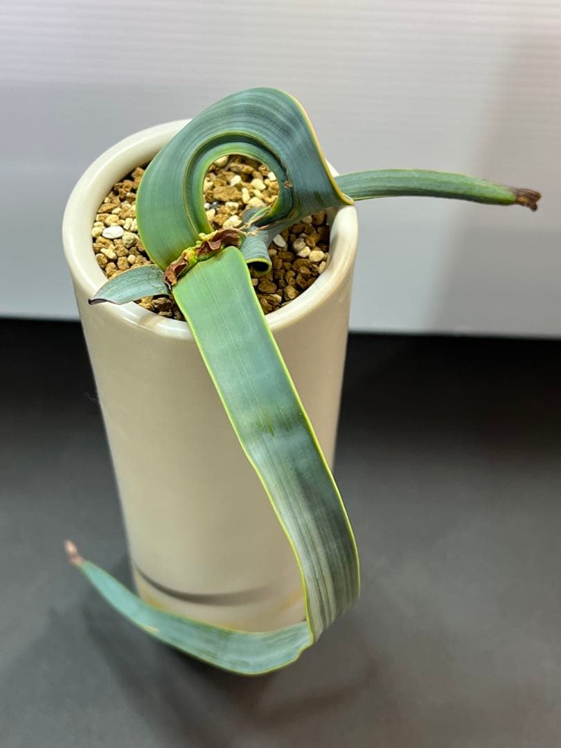 底穴付陶器鉢実生株　葉の形が奇想天外　welwitschia mirabilis